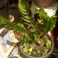 jual-macamquot-tanaman-hias
