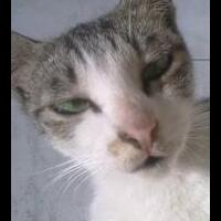 post-kucing-agan2-yu-kita-share--pecinta-kucing