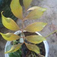 forum-diskusi-sikas-encephalartos--tanaman-purba