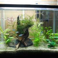 natural---low-tech-aquascape