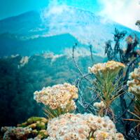 sharing-photo-bunga-edelweiss-yang-melegenda