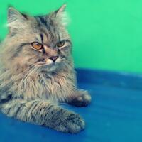 maine-coon-lovers-come-here