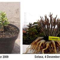 flora--share-adenium---part-2