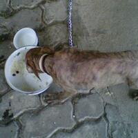 the-american-pitbull-lover039s---part-4