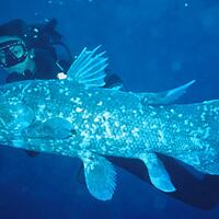 7-hewan-prasejarah-menakutkan-yang-masih-ada-di-dunia