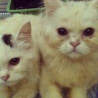 973397339619958095809658persian-cats-lover-organization966895809580961997339733