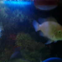 cichlidae-african-american-etc