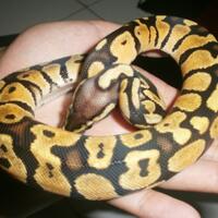 ball-python-python-regius-lovers-masuk-sininew-home