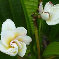 plumeria