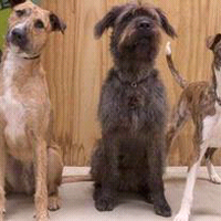 ketiga-anjing-ini-bisa-mengemudi-mobil