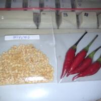 ayo-bertanam-cabe---hot--eksotis