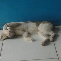 cat-lovers-kaskus-read-page-1-first---part-2