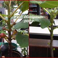 pohon-tin-pohon-ara-buah-tinbuah-ara-untuk-cancer-dan-collesterol-tinggi---part-2