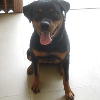 rottweiler-owners-and-lovers