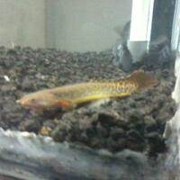 polypterus-aka-palmas-lounge-part-ii-ask-sharing--post-your-bichir-here