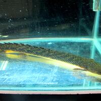 polypterus-aka-palmas-lounge-part-ii-ask-sharing--post-your-bichir-here