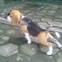 beagle-lovers