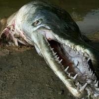 ikan-besar-berkepala-buaya-muncul-di-jatiluhur