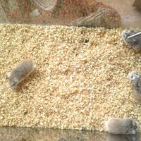 jual-hamster-borongan