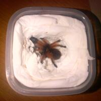 pecinta-tarantula-masuk-gan