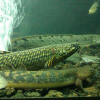 polypterus-aka-palmas-lounge-part-ii-ask-sharing--post-your-bichir-here