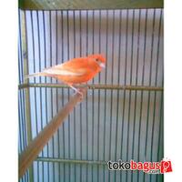 lounge-tempat-chit-chat-burung-burung