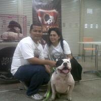 share-all-about-american-bully