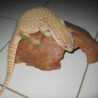 96199619961996189618-1758-savannah-monitor-lovers-1758-96189618961996199619