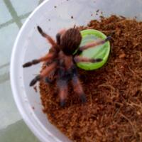 pecinta-tarantula-masuk-gan