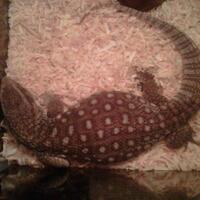 96199619961996189618-1758-savannah-monitor-lovers-1758-96189618961996199619