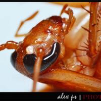 nongkrong-bareng-macro-micro-photography