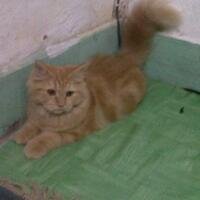 9733pet-lovers-regional-banten9733