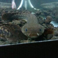 polypterus-aka-palmas-lounge-part-ii-ask-sharing--post-your-bichir-here