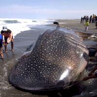 ikan-lele-raksasa-di-gorong-gorong