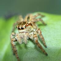 saung-lensa-manual---part-2