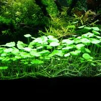 aquascape-for-everybody-learning-and-sharing