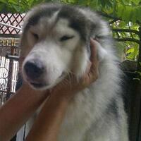 new-siberian-husky-lovers---read-page-1-for-update---part-2