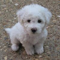 apa-hewan-peliharaan-agan-yang-pertama