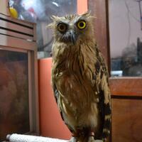 thread-khusus-burung-hantu-owl-kaskus---part-4