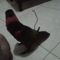 sharing-burung-paruh-bengkok-ii