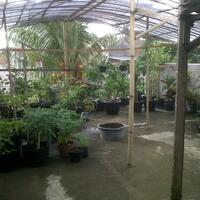 ayo-bertanam-cabe---hot--eksotis