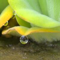 nongkrong-bareng-macro-micro-photography