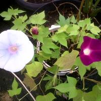 yang-suka-morning-glory-gabung-yuk