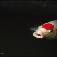 nongkrong-bareng-animal-photography