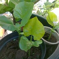 vegetable-lovers---official-thread---part-2