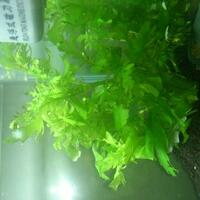 aquascape-for-everybody-learning-and-sharing