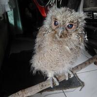 thread-khusus-burung-hantu-owl-kaskus---part-4