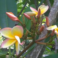 plumeria
