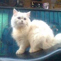 post-kucing-agan2-yu-kita-share--pecinta-kucing