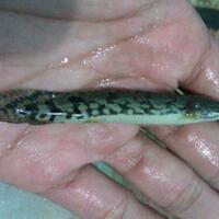 polypterus-aka-palmas-lounge-part-ii-ask-sharing--post-your-bichir-here